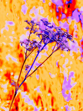 close up of a  yarrow with cheerful colors