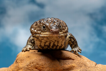 Shingleback Skink or Bobtail Lizard (Tiliqua rugosa) is a short-tailed, slow-moving species of Blue-tongued Skink, native to Australia.