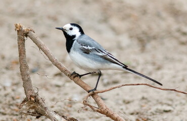 black capped kingfisher