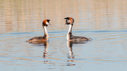 two flamingos in the water