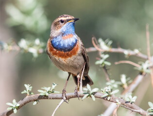 Fototapeta premium robin on a branch
