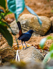 Indian robin bird in Sri Lanka.