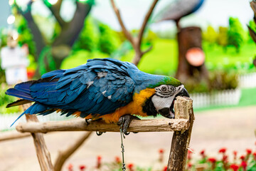 Parrot Macaw in blue and yellow color on the stick for show along the street side in Bangkok city.