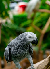African grey parrot standing on the pearch for show