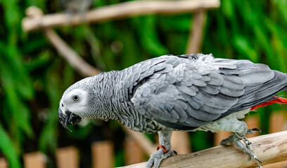 African grey parrot standing on the pearch for show