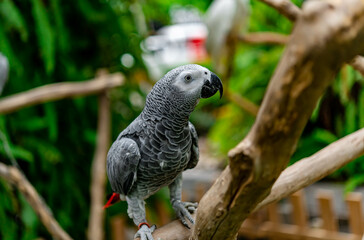 African grey parrot standing on the pearch for show