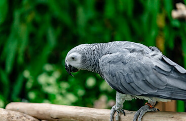 African grey parrot standing on the pearch for show