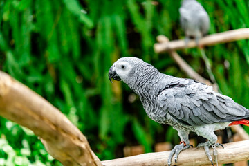 African grey parrot standing on the pearch for show