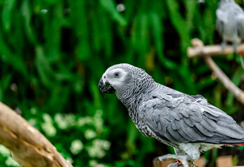 African grey parrot standing on the pearch for show