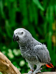 African grey parrot standing on the pearch for show