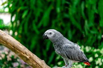 African grey parrot standing on the pearch for show