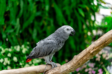 African grey parrot standing on the pearch for show