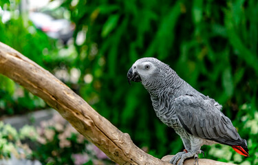 African grey parrot standing on the pearch for show