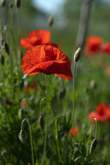 Obraz premium Fioritura di Papaveri in Campagna