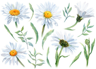 Watercolor Daisies with Bud and leaves Set. Chamomiles Kit