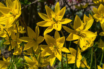 yellow flowers in the garden
