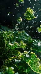 Fresh Green Kale Leaves with Water Droplets