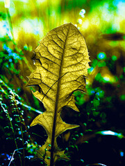 close up of a gilded dandolion leaf