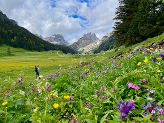 Wild flower meadow in Alpstein, Appenzell, Switzerland.