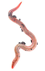 Large earthworm isolated on a white background, top view. Dendrobena.