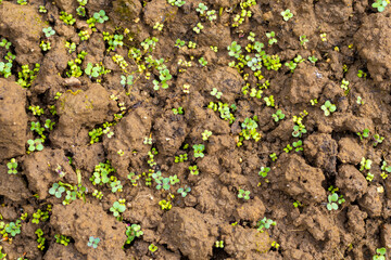 Sprouting green shoots on moist soil. Top view.