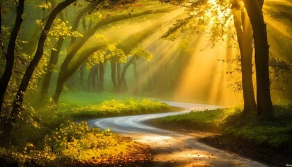 Obraz premium morning in the forest