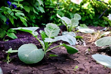 young cabbage sprouts in the garden