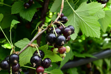 ripe black currant in a garden on a green background