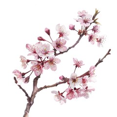 Fototapeta premium A beautiful watercolor painting of a cherry blossom branch