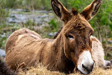Irish donkey with Animal feed in County Clare, Ireland