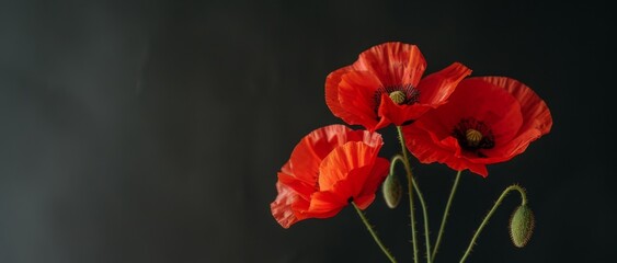 Remembrance and Peace: Red Poppy Flowers in Hands on Black Background

