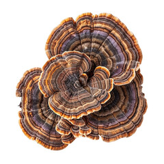 Close-Up of Colorful Turkey Tail Mushroom on White Background