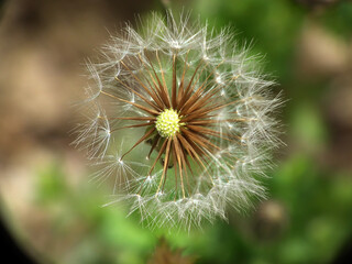 Fototapeta premium Dente di leone