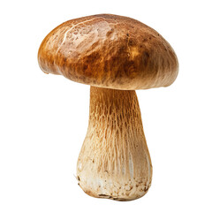 Fresh Boletus Edulis Mushroom with Brown Cap and Thick Stem.
