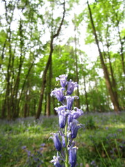 Obraz premium bluebells in the woods