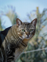 Portrait of a cat with green eyes. Clear blue sky with palm leaves in the background.