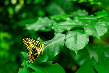 Butterflies perch on fresh green leaves
