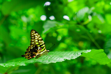 Butterflies perch on fresh green leaves
