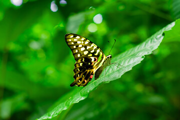 Butterflies perch on fresh green leaves
