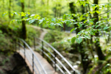 Bridge over a stream in the forest. A small bridge over a river in a beautiful green forest. Forest landscape. Forest bridge out of focus.