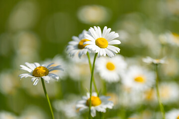 Green grass and chamomile in the meadow. Chamomile field. Daisies background. Chamomile flowers field in sunlight. Beautiful nature scene. Summer background.
