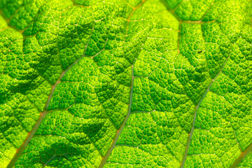 Bright green natural background back lit by sunlight. Translucent leaf of Giant-rhubarb (Gunnera...