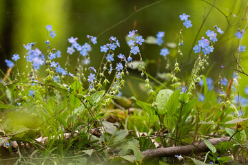 Myosotis sylvatica, the wood forget-me-not or woodland forget-me-not flowers. The blue flowers forget-me-not plant. Blue forget me not flowers blooming on green background
