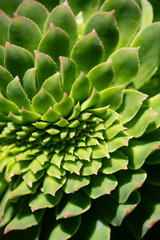Aeonium simsii is a succulent  flowering plant. Concentric rosettes of thick fleshy leaves. Macro...
