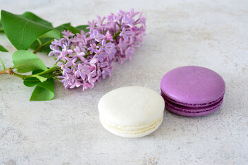 purple and white cookies with purple lilac branch    