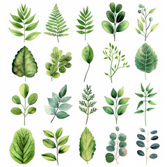 A collection of green leaves in various sizes and shapes