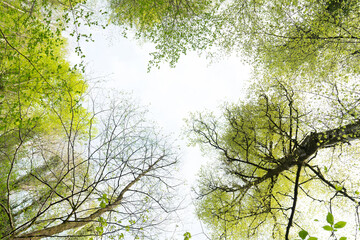 Looking Up In Beautiful Pine Deciduous Forest Trees Woods Canopy. Bottom view on the crown of trees.