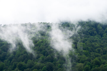 Forest in the fog, rainy and foggy morning in the mountains, evaporation of moisture in the mountains. Fog over the coniferous forest. Steamy tropical forest with morning mist evaporating.