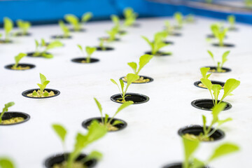 Hydroponics method of growing plants. Vegetables hydroponics farm. Hydroponic lettuce in hydroponic pipe. plants using mineral nutrient solutions in water without soil. Hydroponic agricultural system,