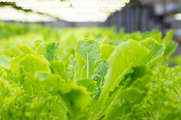 Hydroponic of lettuce farm growing in greenhouse for export to the market. Vegetables are growing in indoor farm. Plant vertical farms producing plant vaccines.